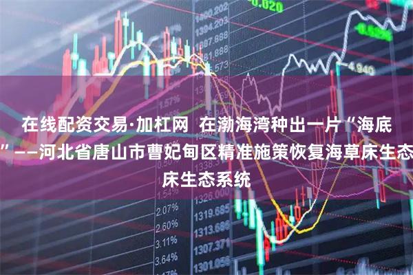 在线配资交易·加杠网  在渤海湾种出一片“海底草原”——河北省唐山市曹妃甸区精准施策恢复海草床生态系统
